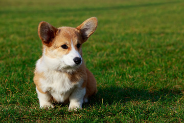 Dog breed Welsh Corgi Pembroke
