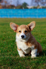 Dog breed Welsh Corgi Pembroke