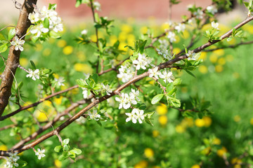 flowering fruit trees in the garden, spring, warm bright sunny day