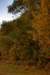 Edge of the forest at dawn.  The rising sun turned the leaves tree red and yellow.