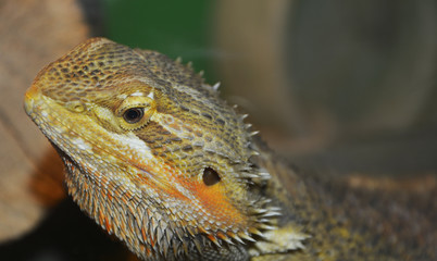 closeup of lizard
