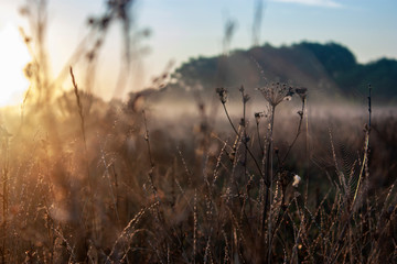 Dry grass in the field at dawn. Silhouette of plants against the background of dawn in summer. Plants on a field in the fog dawn morning