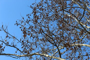  The branches of the plane tree with the fruits look spectacular against the blue spring sky