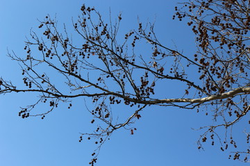  The branches of the plane tree with the fruits look spectacular against the blue spring sky