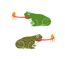 A frog to eat field cricket. Abstract frog on white background. Bufo Common European Toad