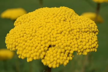 Macro Blume gelb 