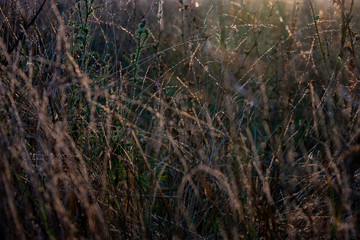 Dry grass in the field at dawn. Plants at dawn in summer in a meadow