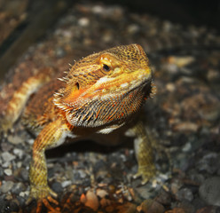 green iguana on the rock