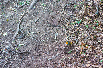 forest soil background with tree roots and little bird