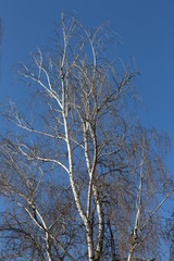  White birch looks spectacular against the blue spring sky