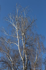 Fototapeta na wymiar White birch looks spectacular against the blue spring sky