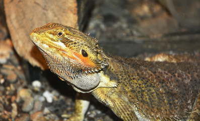 lizard on a rock