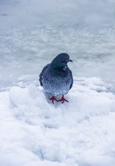 blue dove in winter