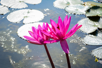 Waterlily flowers on the lake