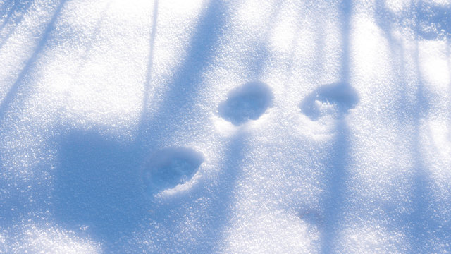 Animal tracks in snow.