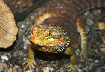lizard on rock