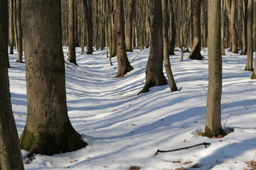 The snow began to melt in the spring forest