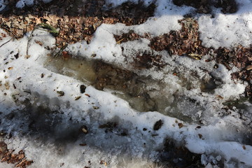 The water is frozen in a puddle in the forest