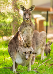 Kangaroo With Baby In Pouch