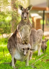 Foto op Plexiglas Kangaroo With Baby In Pouch © THP Creative