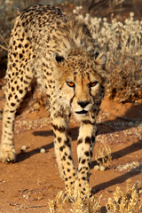 Cheetah (Acinonyx jubatus) in the savanna of Namibia – Africa