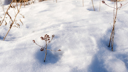 Plant peaking from snow.