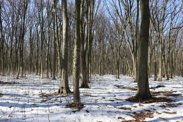  Snow melts in the spring forest
