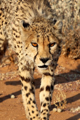 Cheetah (Acinonyx jubatus) in the savanna of Namibia – Africa