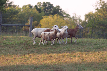 Obraz na płótnie Canvas sheepdog herding sheep in a field