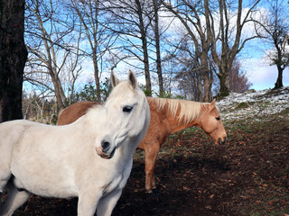 Horses out in the forest during Fall / Winter. Snow has just arrived.