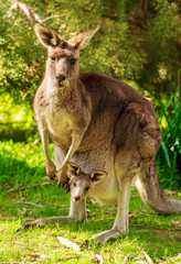 Kangaroo With Baby In Pouch
