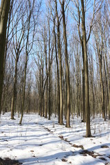 The snow began to melt in the spring forest