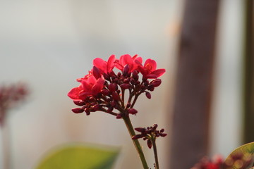 Bright red tiny flowers with buds