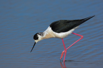 cavaliere d'Italia (Himantopus himantopus),ritratto nello stagno - ritratto