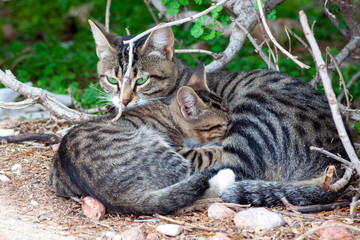Cat nursing her little kitten