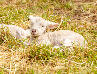 Fototapeta premium Lambs In Field