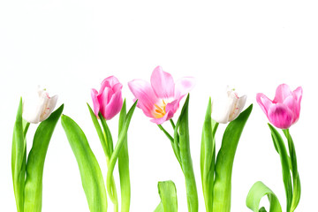 Beautiful tulips on a white background