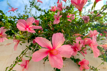 Pink hibiscus tree (closeup)