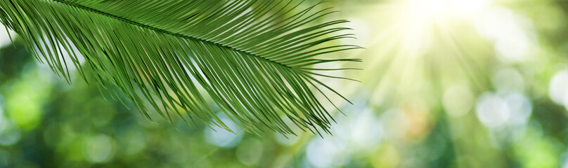 image of plant on a blurred green background