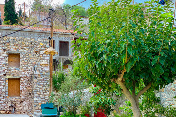 Small garden with tree and plants on Hydra island