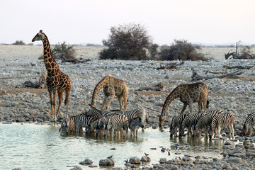 Fototapeta na wymiar giraffes and zebras at the waterhole - Namibia Africa