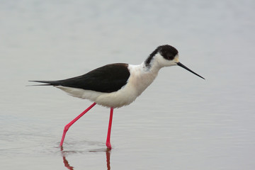 cavaliere d'Italia (Himantopus himantopus),ritratto nello stagno - ritratto