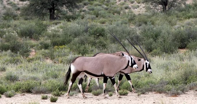 Gemsbok, Oryx gazella in Kalahari, green desert with tall grass after rain season. Kgalagadi Transfrontier Park, South Africa wildlife safari