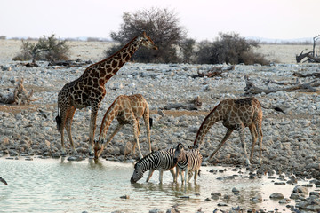 giraffes and zebras at the waterhole - Namibia Africa