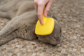 Cleaning the coat of a Scottish cat, a veterinarian