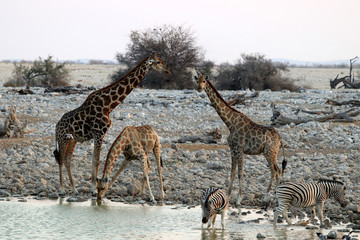 giraffes and zebras at the waterhole - Namibia Africa