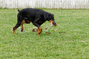 Doberman in Obedience Competition