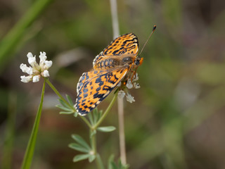 Melitaea didyma - Gros plan sur la Mélitée orangée vu de face posé sur une fleur 