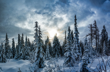 Snowy Trees Sunrise
