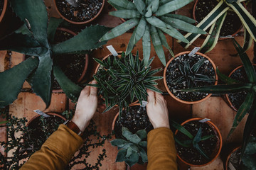 Hands Picking up Potted Cactus Succulent in Greenhouse 